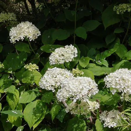 Dairy Dom wakacyjny *